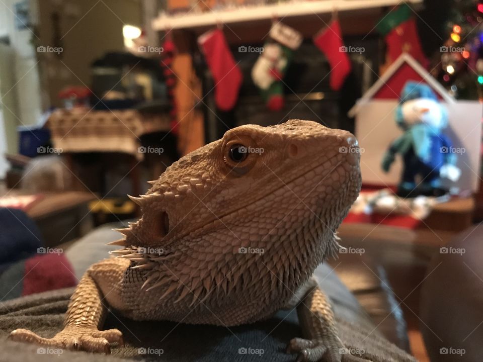 Quality lap time with Stormy the bearded dragon. He’s a little prickly but still fun to hold and he loves watching animal videos. 