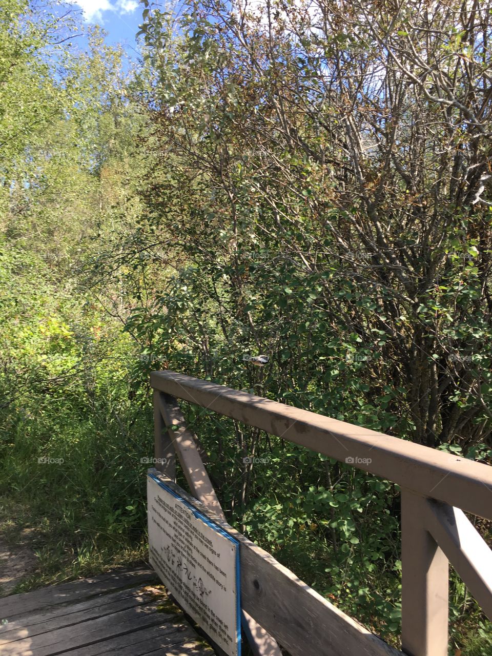 Wood, No Person, Tree, Nature, Outdoors