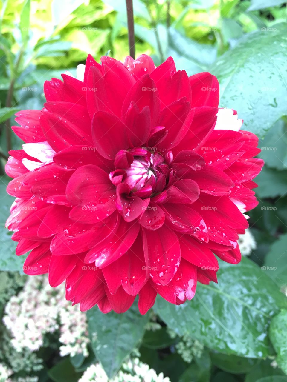 Red dahlia