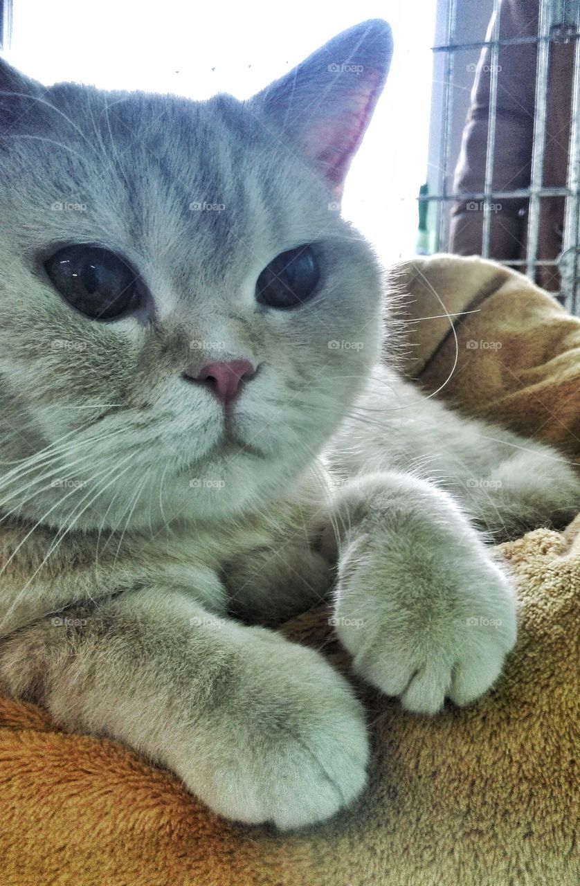 British Shorthair. British Shorthair