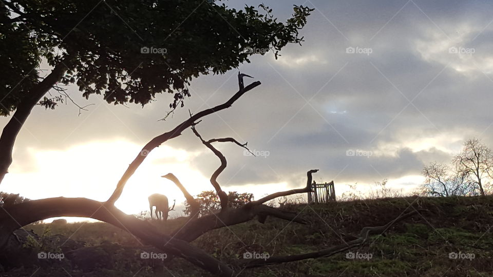 Silhouette on the Moor