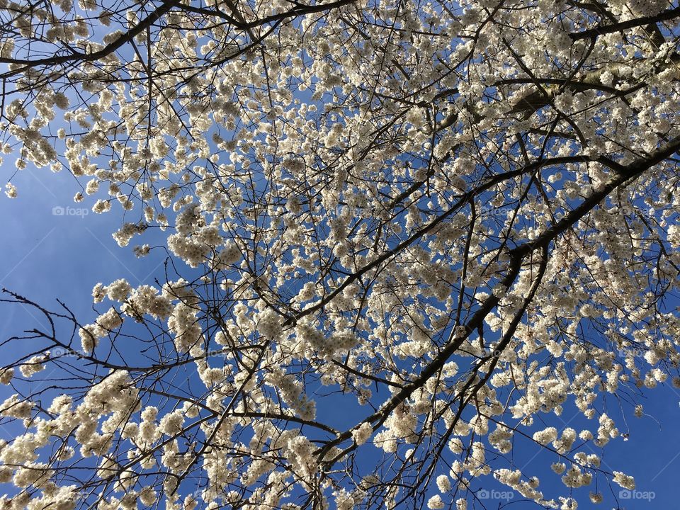White blossoms in Connecticut
