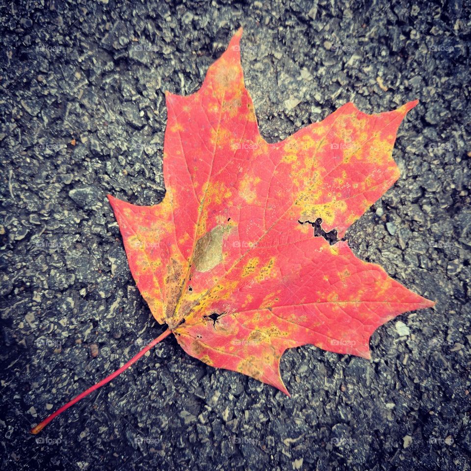 red maple leaf