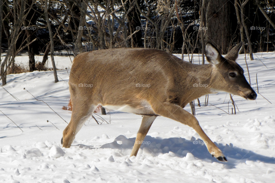 wisconsin winter woods deer by JessM1744