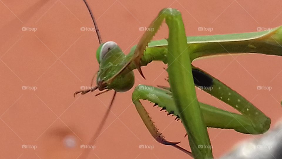 Handsome mantis washes himself.