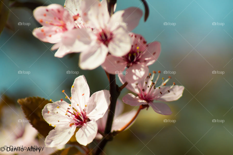 cherry building at spring