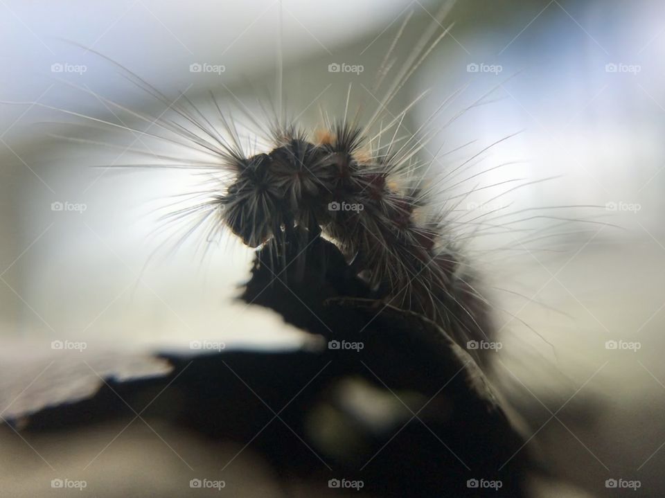 Caterpillar | Photo with iPhone 7 + Macro lens.