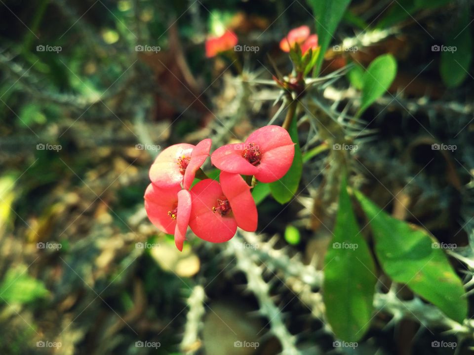 Red Flower Cactus