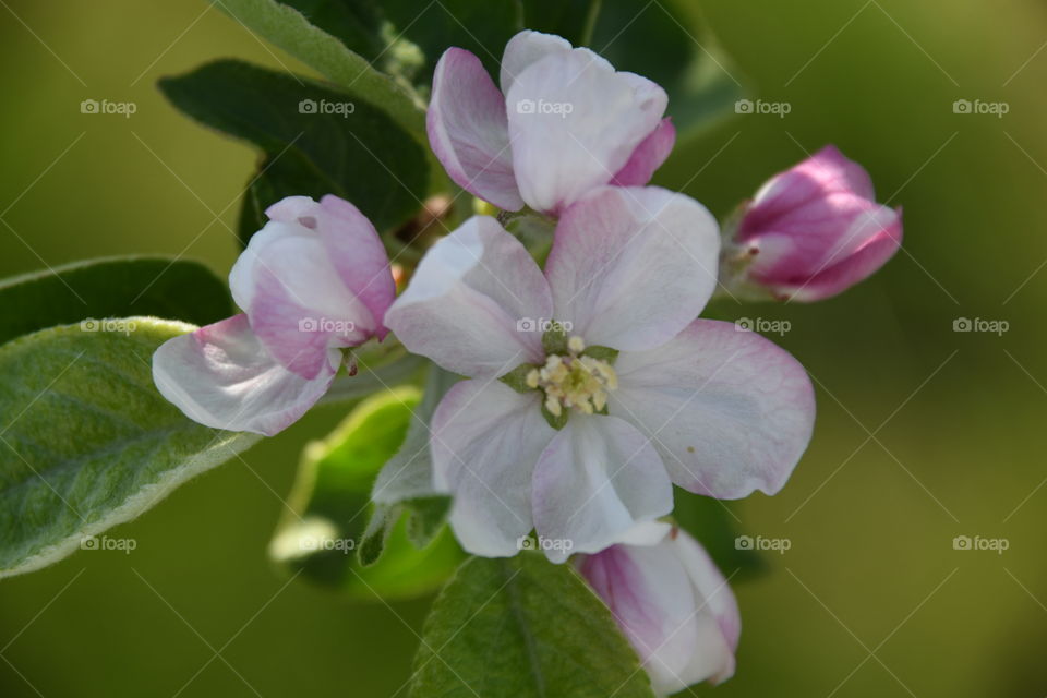 Apple blossom