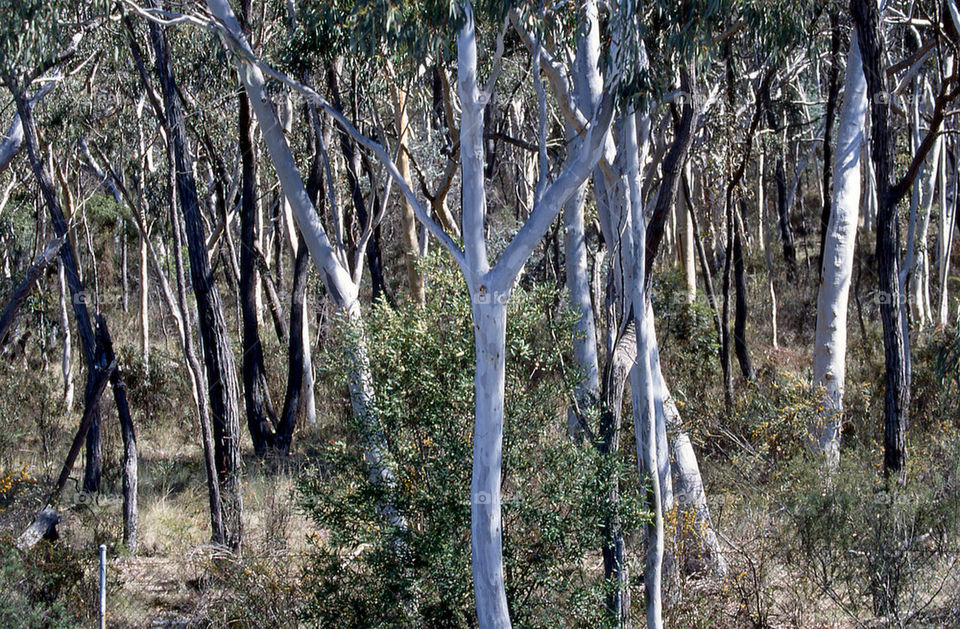 trees forest bush dry by splicanka