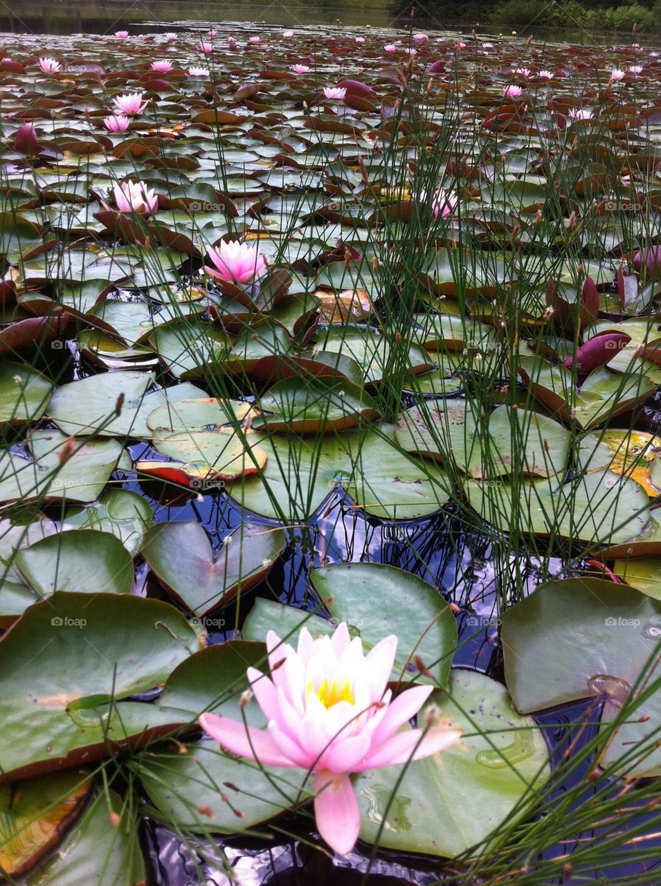 Flowering lily pads
