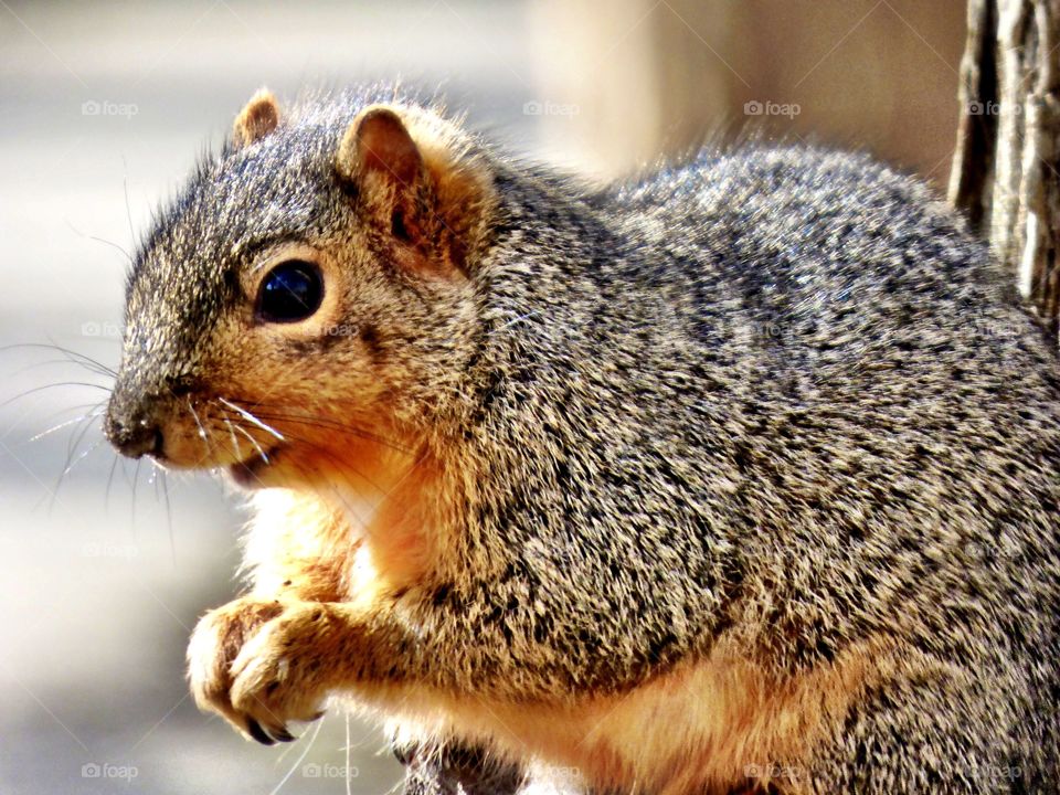 Close-up of a squirrel