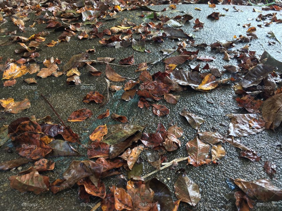 Autumn foliage after a rain