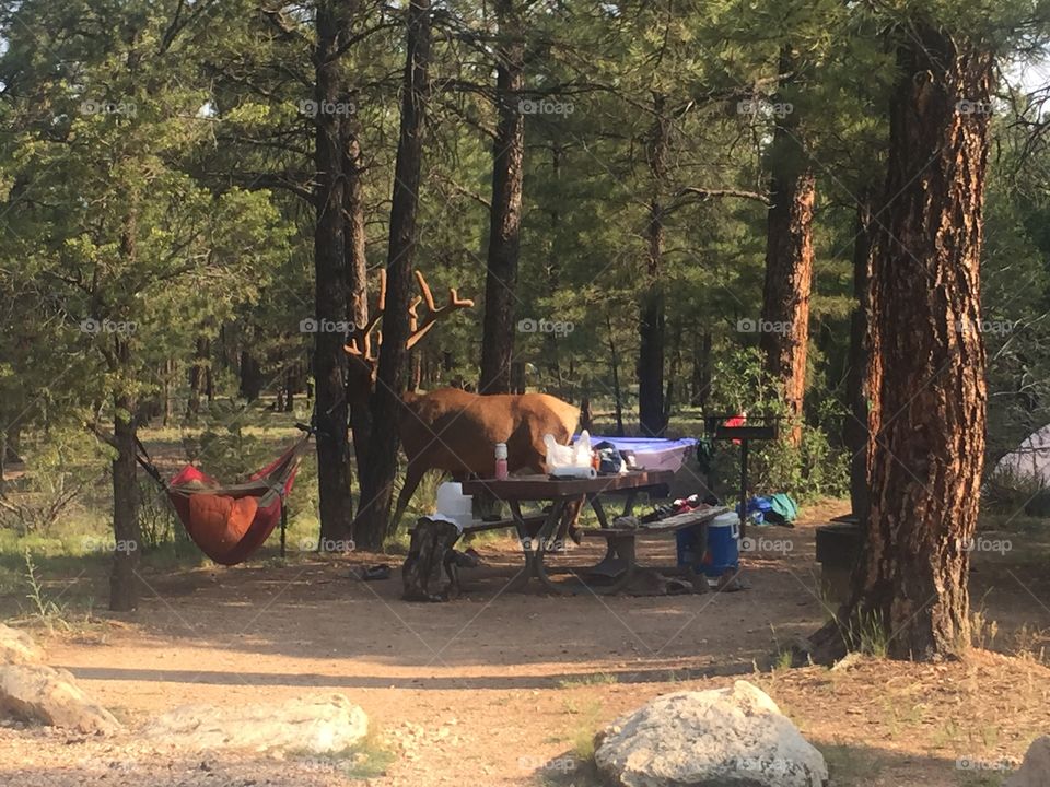 This elk walked straight through a campsite where two campers slept in their hammocks. 
