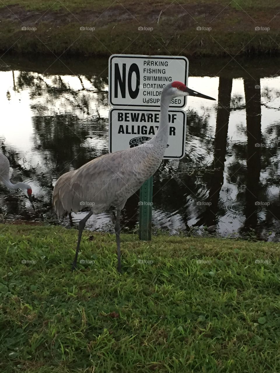 Sand hill Crane