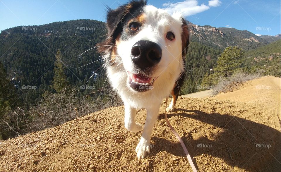Mountain Doggo