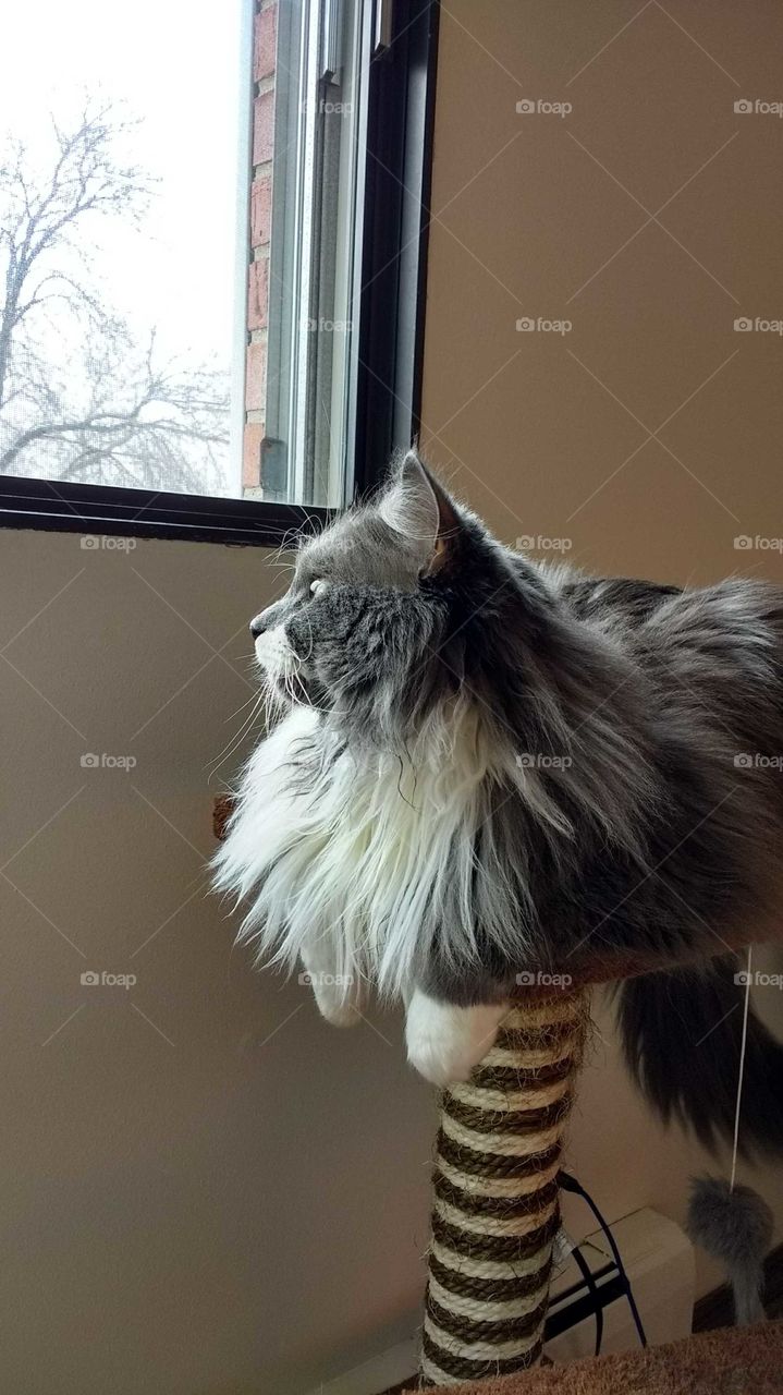 Grey and white domestic long haired cat on tower looking out window