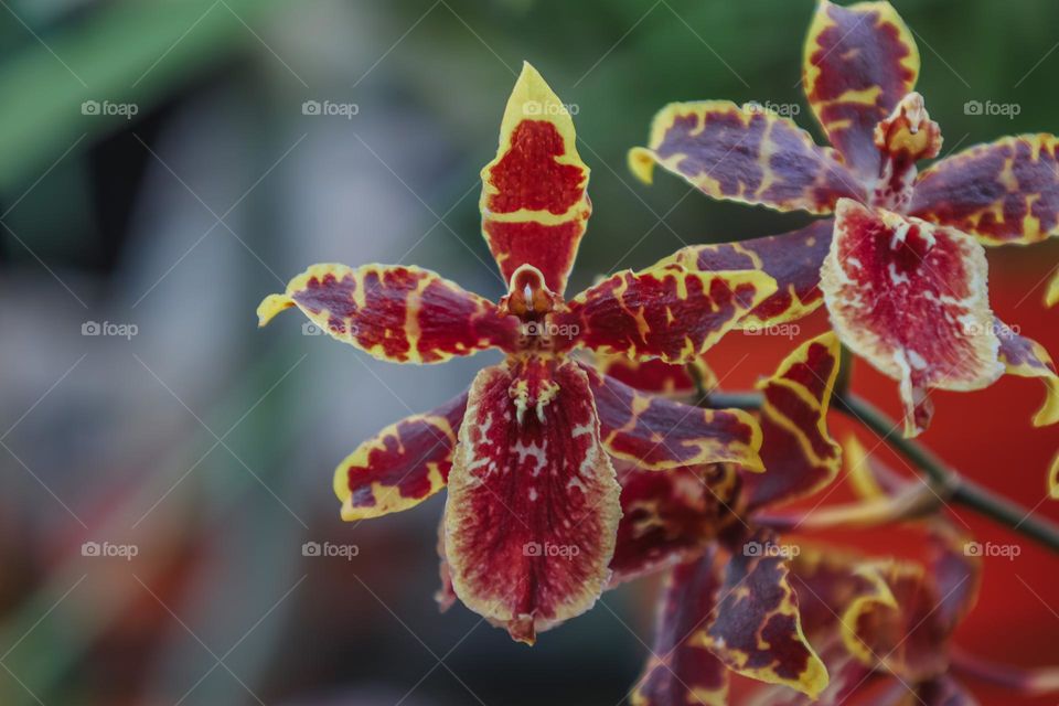 Orchid flower 