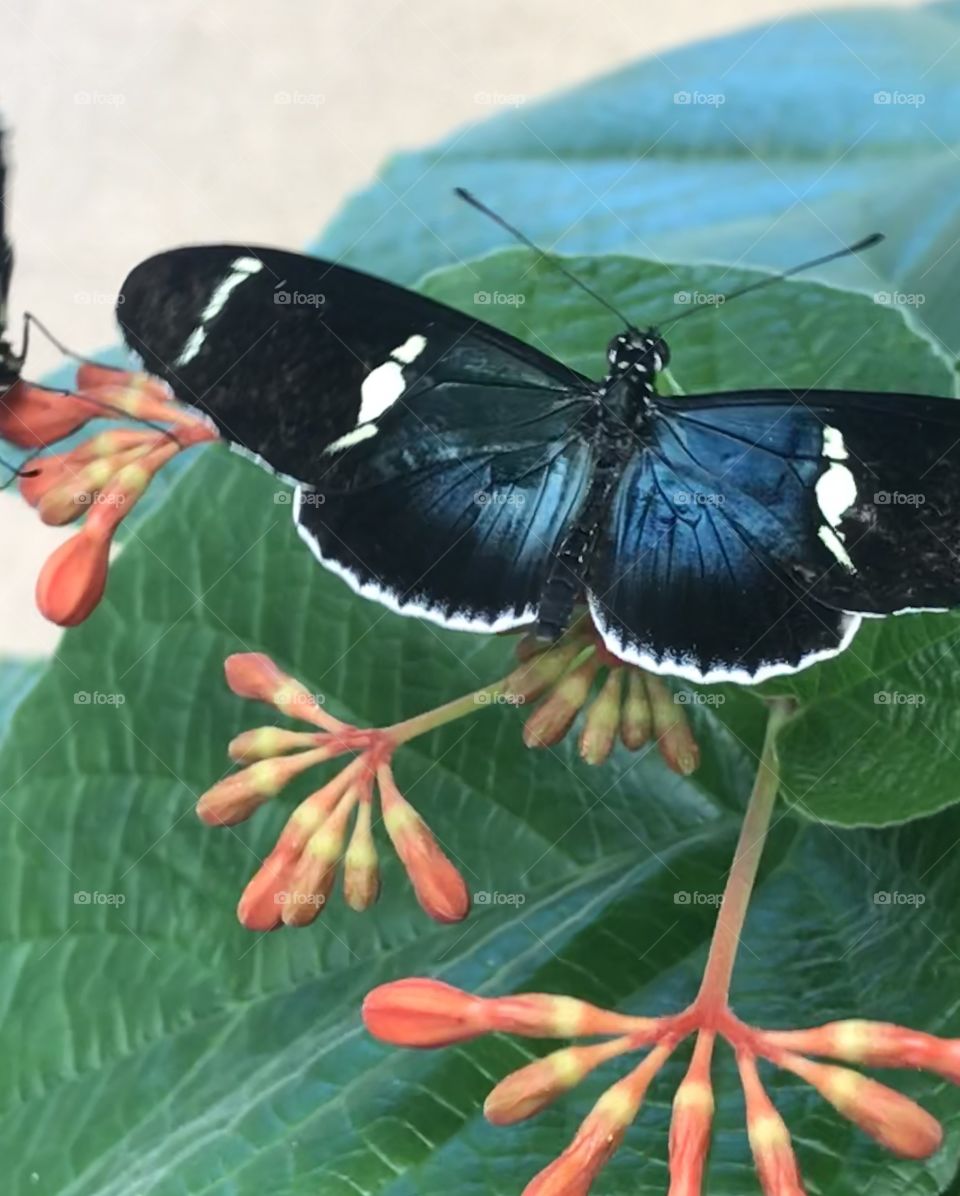 Iridescent and Irresistible