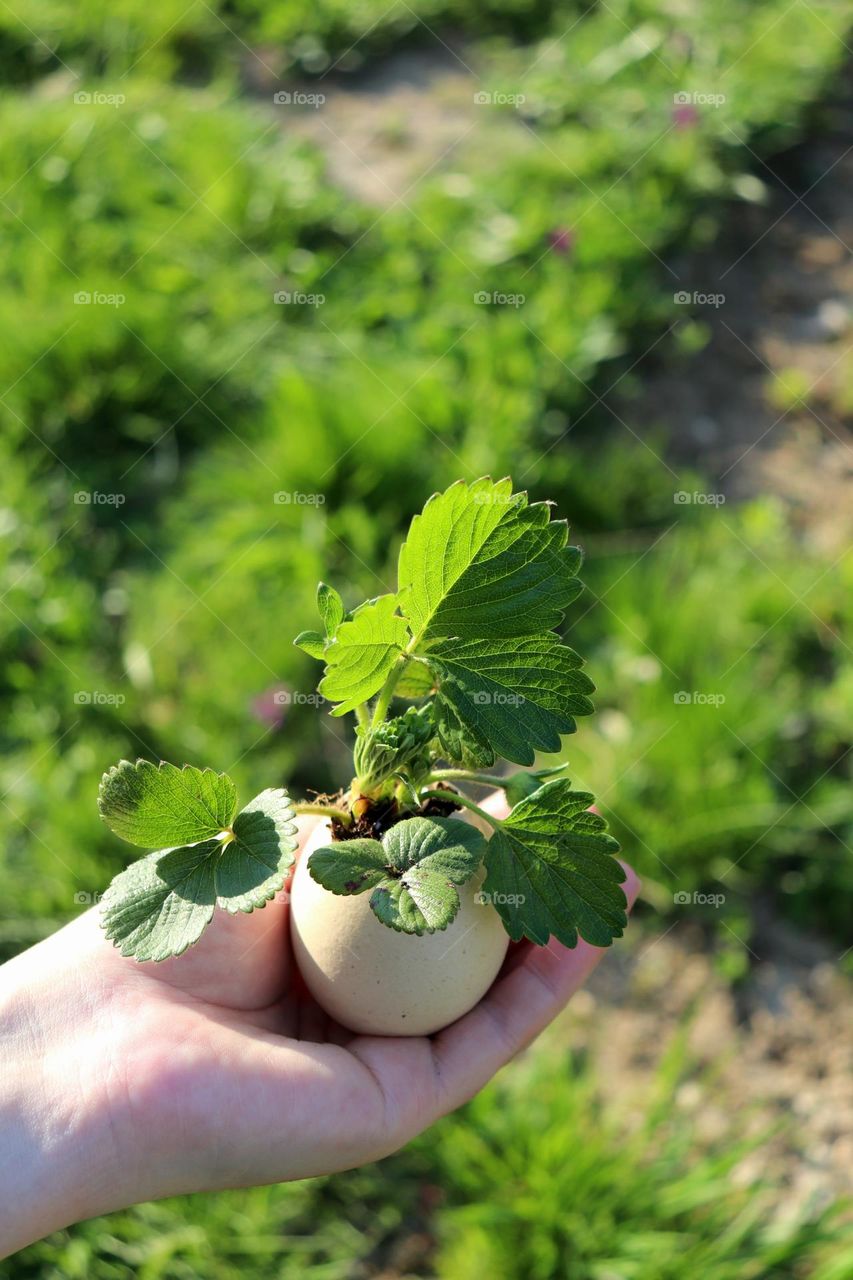 Plant Plants to Celebrate Earth Day