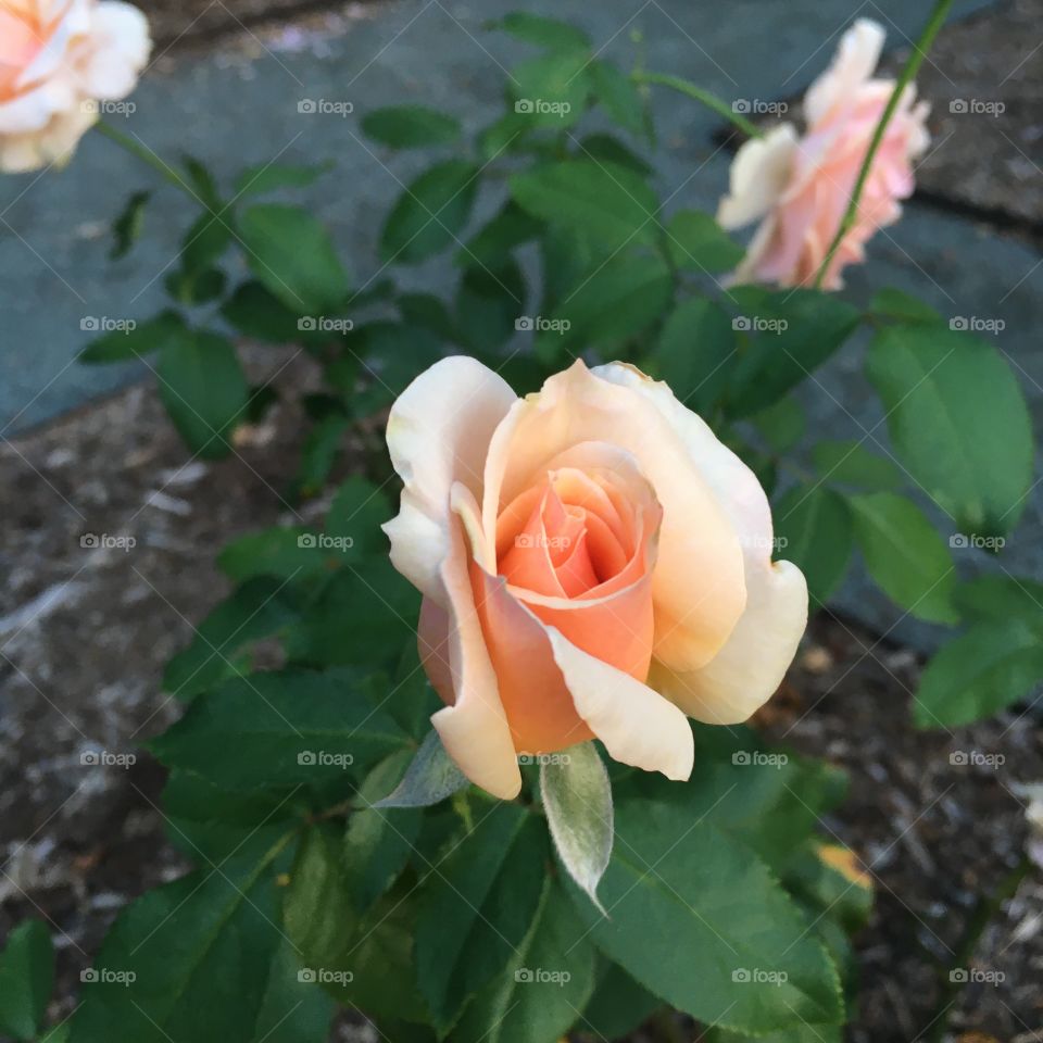 A light pink rose with peachy pink tones. 