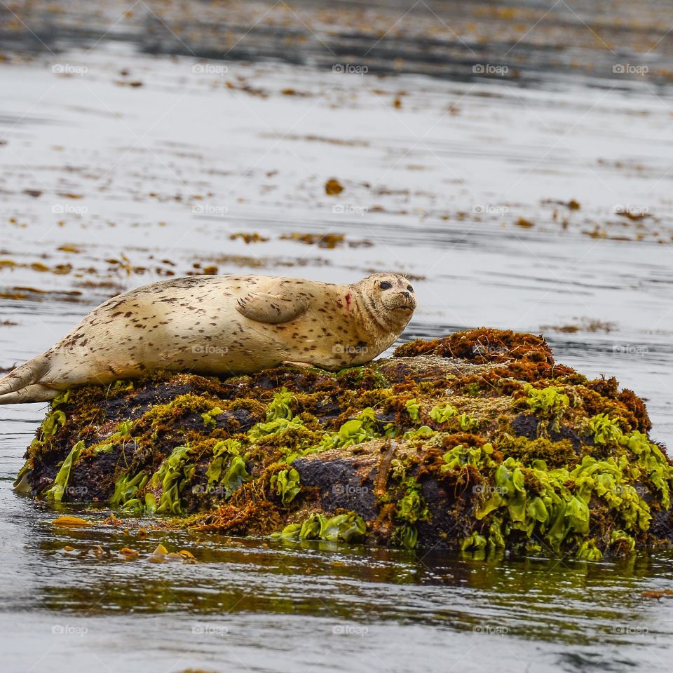 Seal. Resting Seal