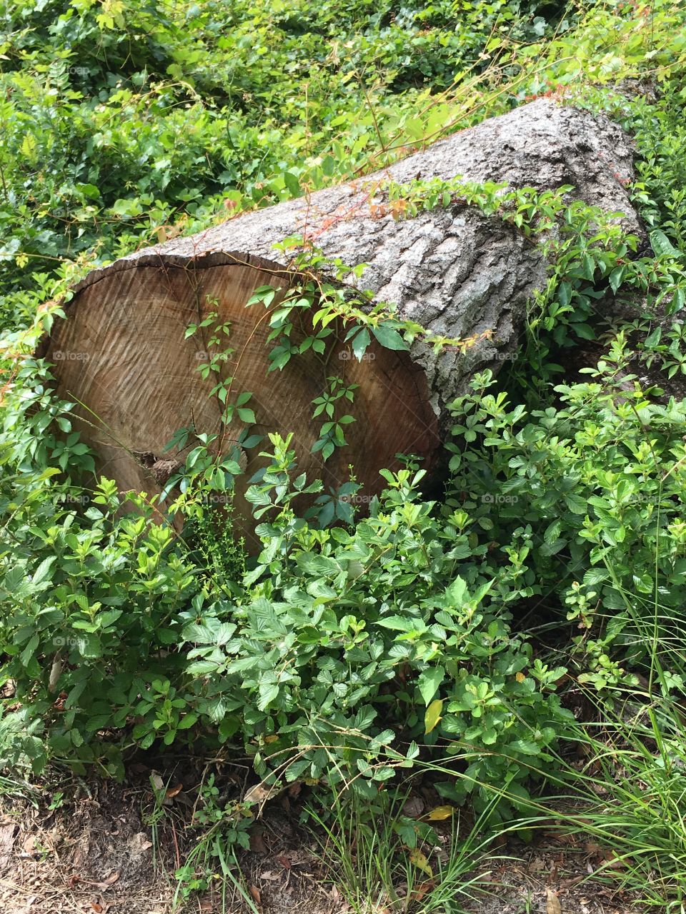 Overgrown log