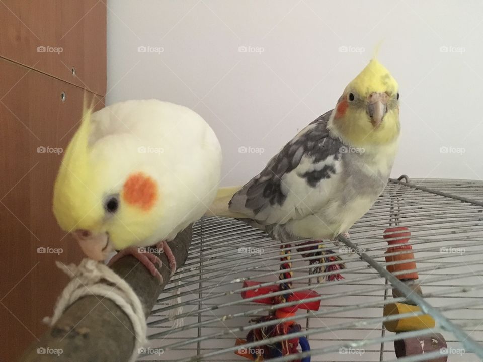 My birds