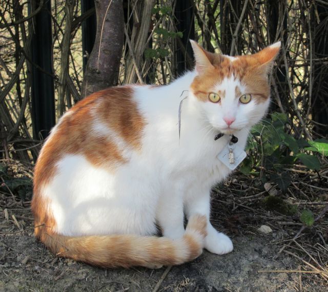 A pretty ginger and white cat