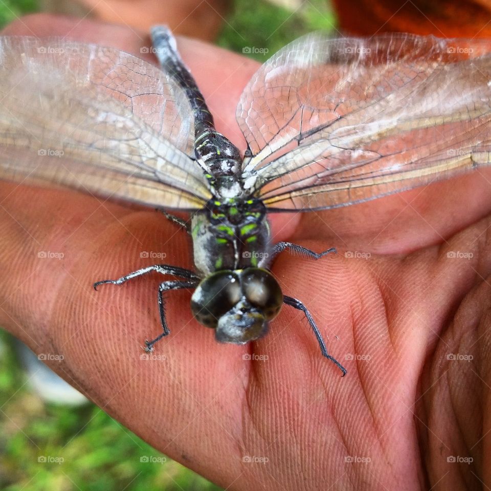 Funky green and grey. Found this fellow whilst working in the garden.