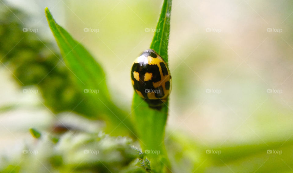 10 Spotted Ladybug on leaf macro