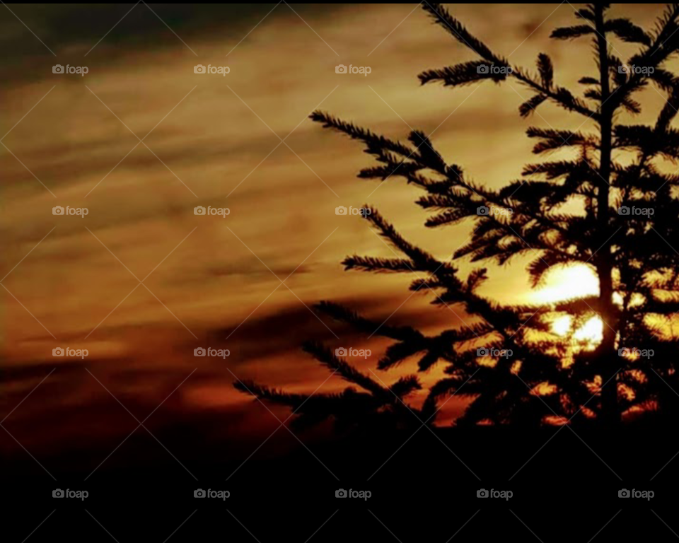 Wispy clouds summer sunset peeking behind the trees branches