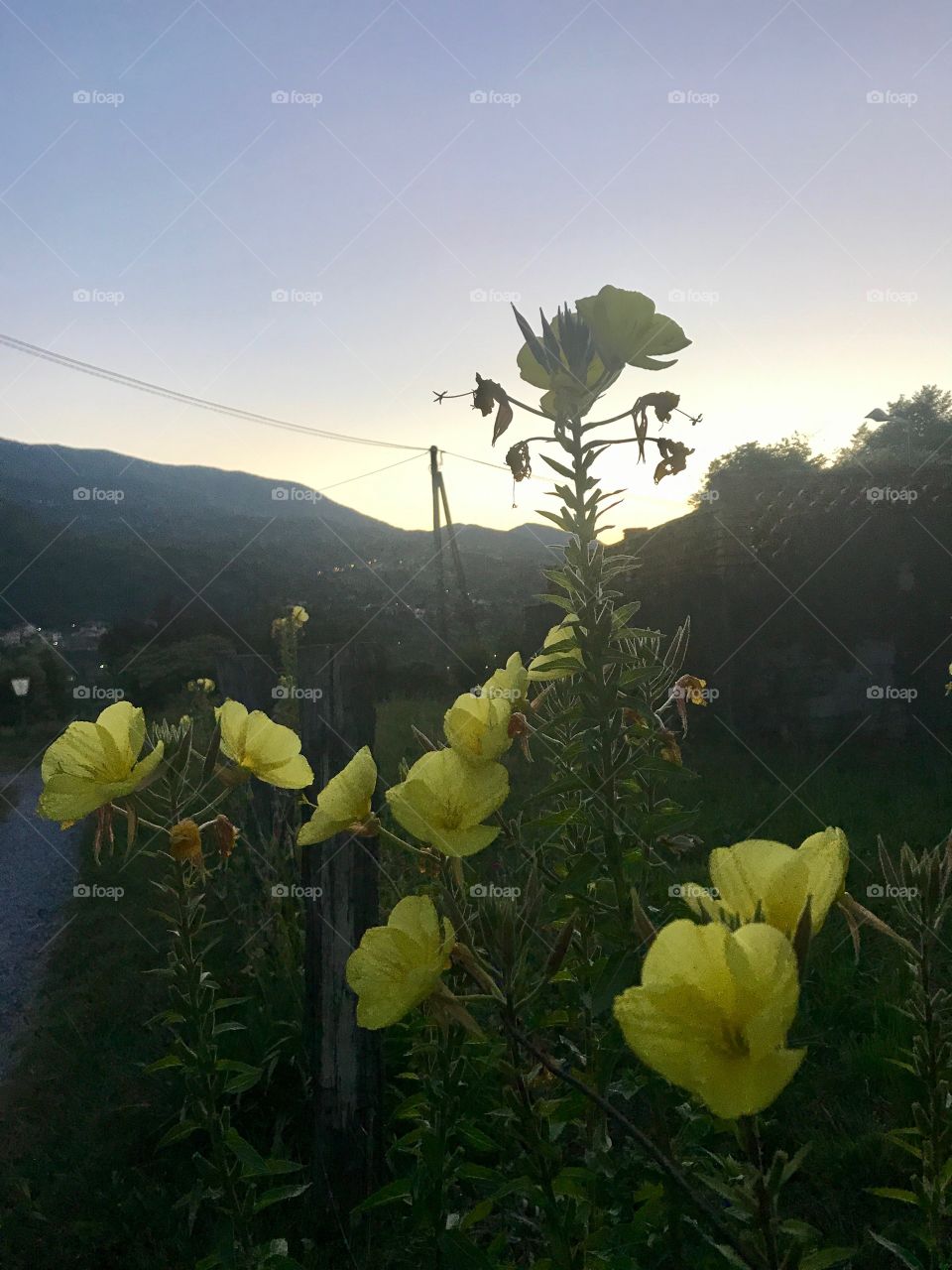 Flowers in the sunset