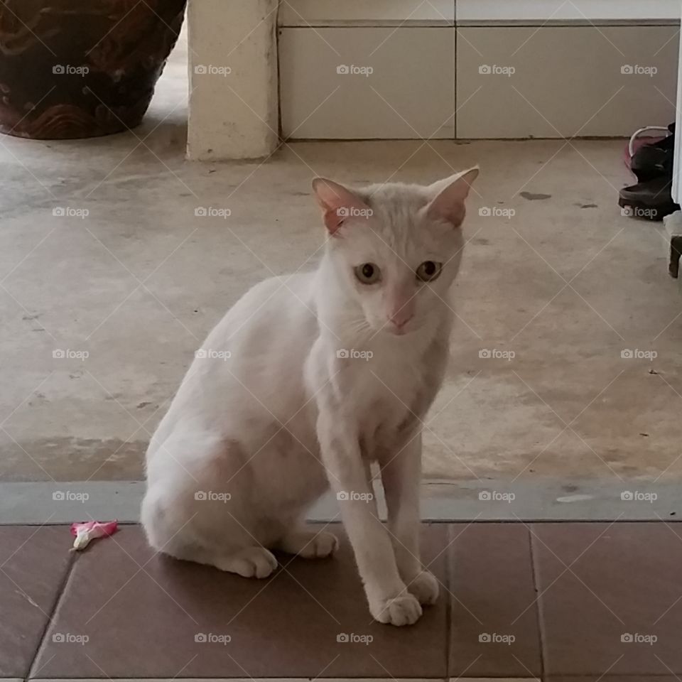 albino cat. albino cat