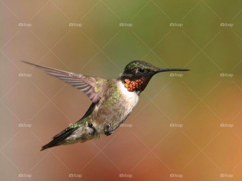 ruby-throated hummingbird