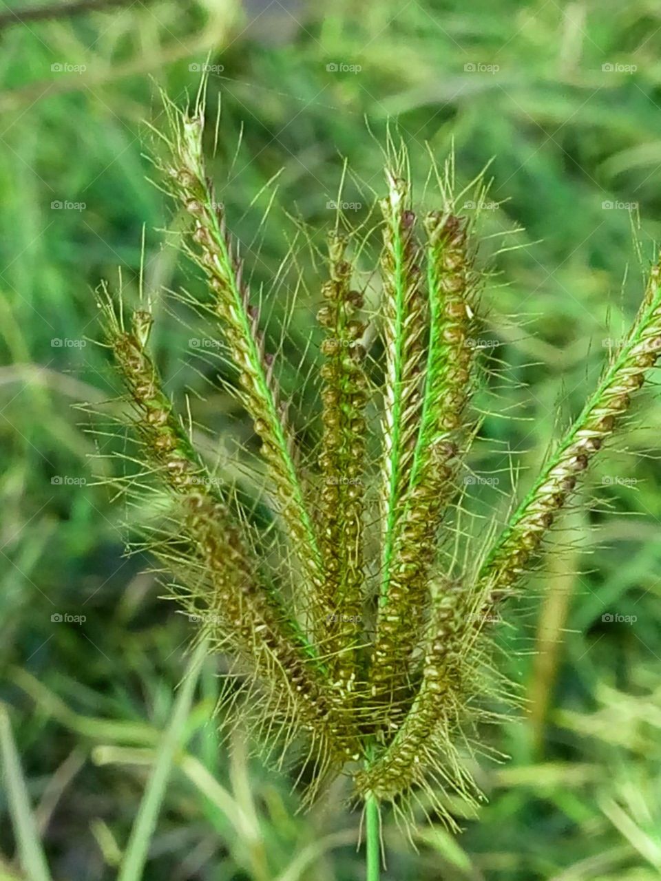 Long spike with spines.