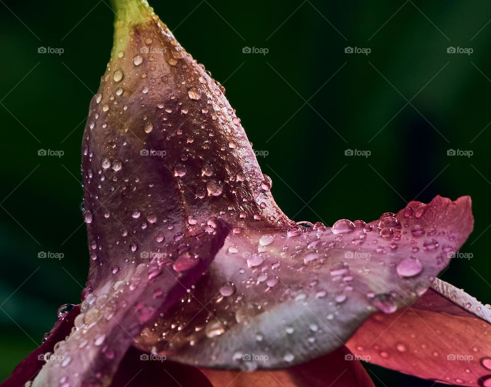 Allamanda flower  - rain drops