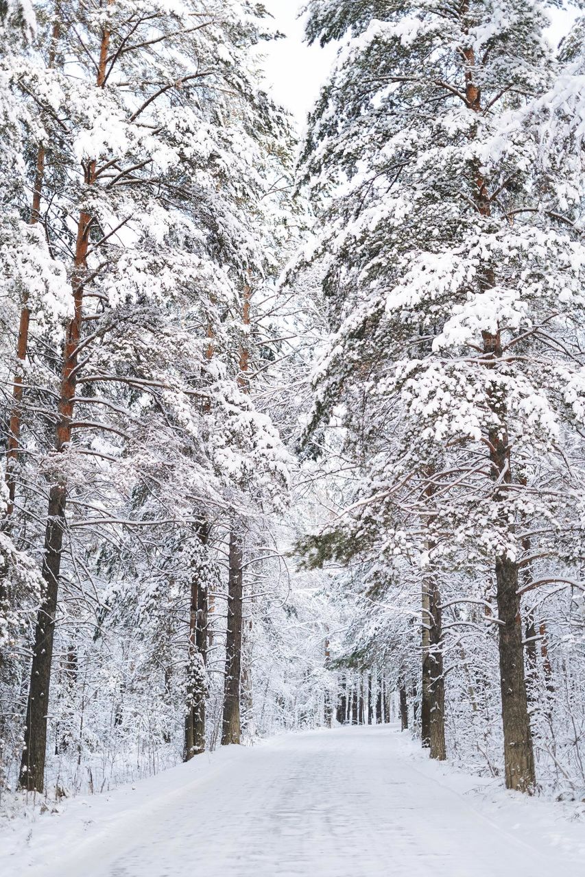 Vertical photo of winter pine forest in snow, forest road