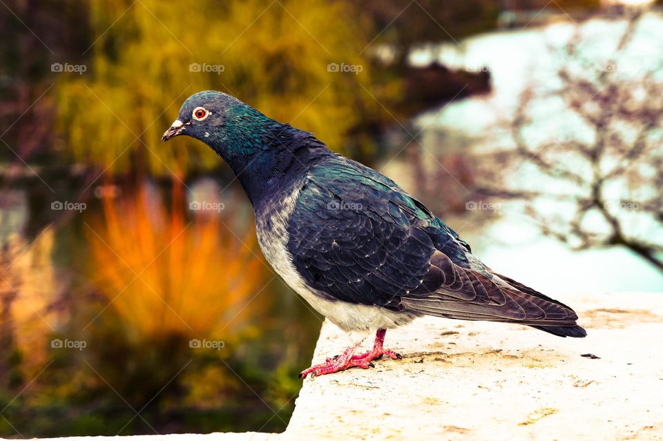 A pigeon is standing on a concrete wall, looking for the next place to fly