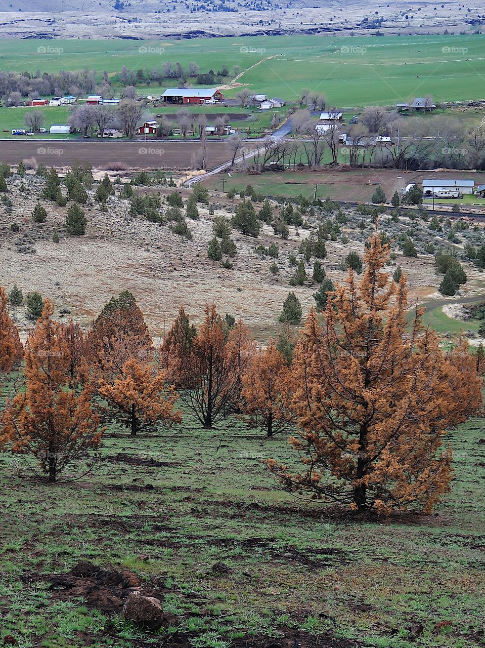 Juniper trees with brown needles and black trunks from a fire a year ago contrast with the bright green grass of spring on the hills above farmland in Central Oregon.