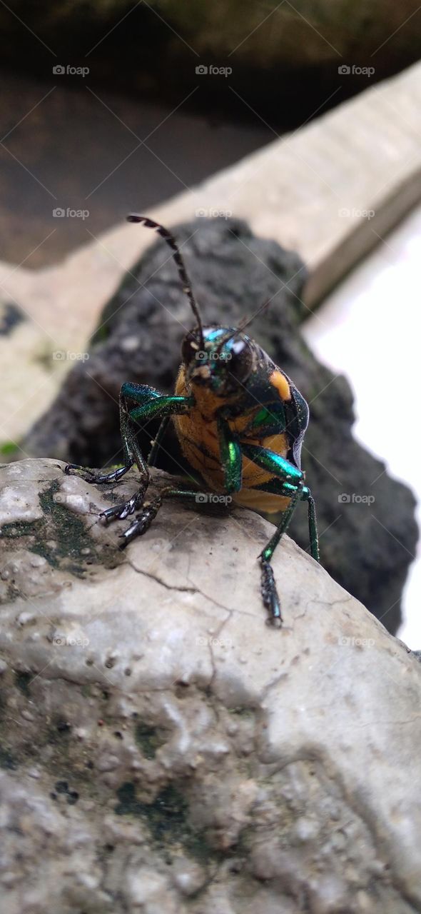 Gem beetles are often brightly colored and always have a hint of color usually on the underside.
