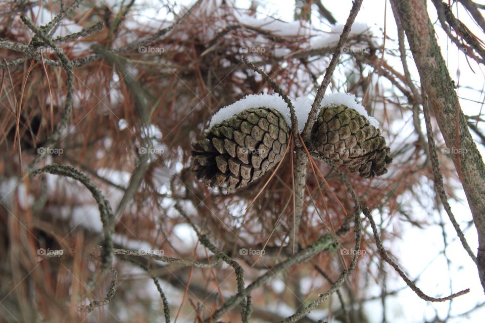 Snow covered pine cones in the forest