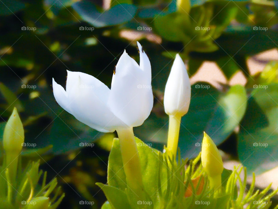 white beautiful flower