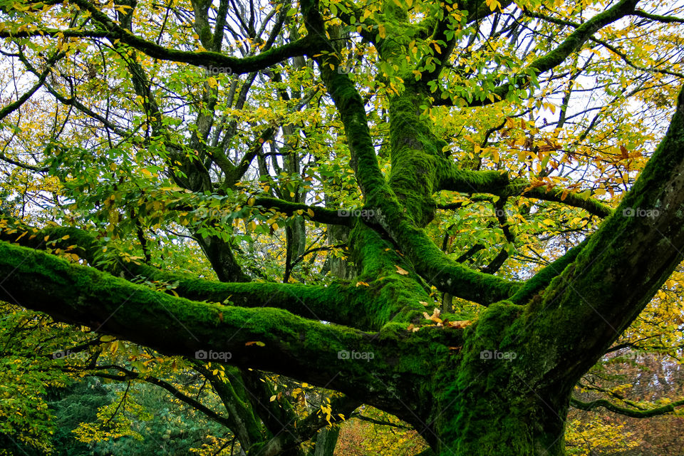 Green moss in the tree 