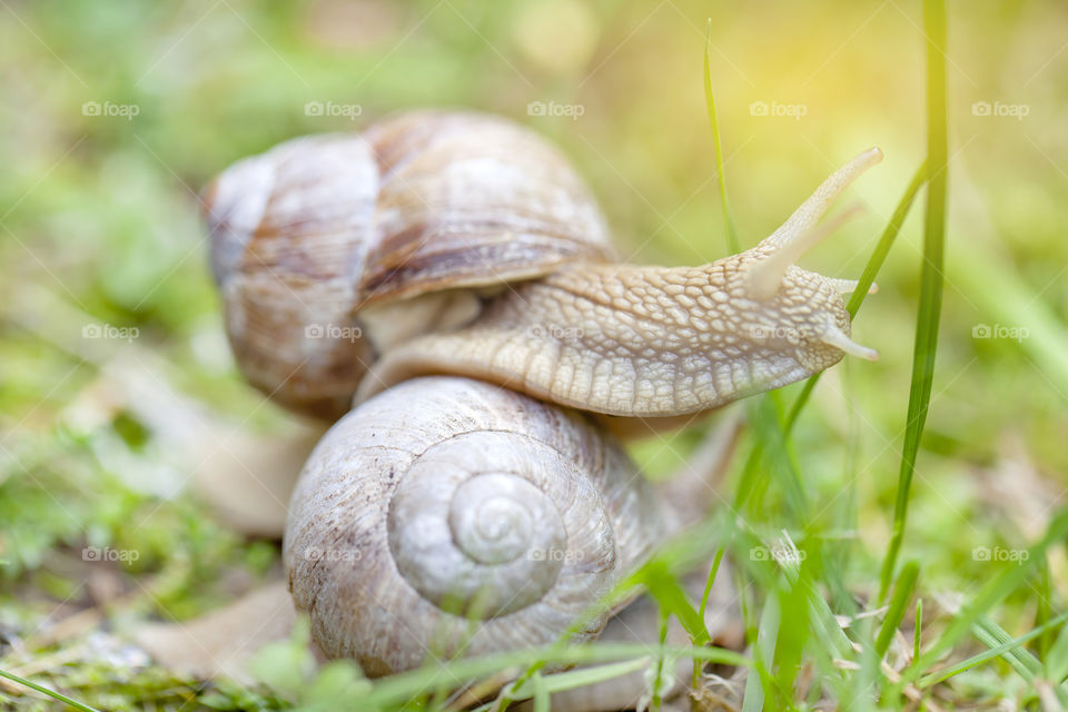 Two snails in the forest in summer