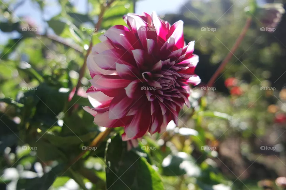 Flower 