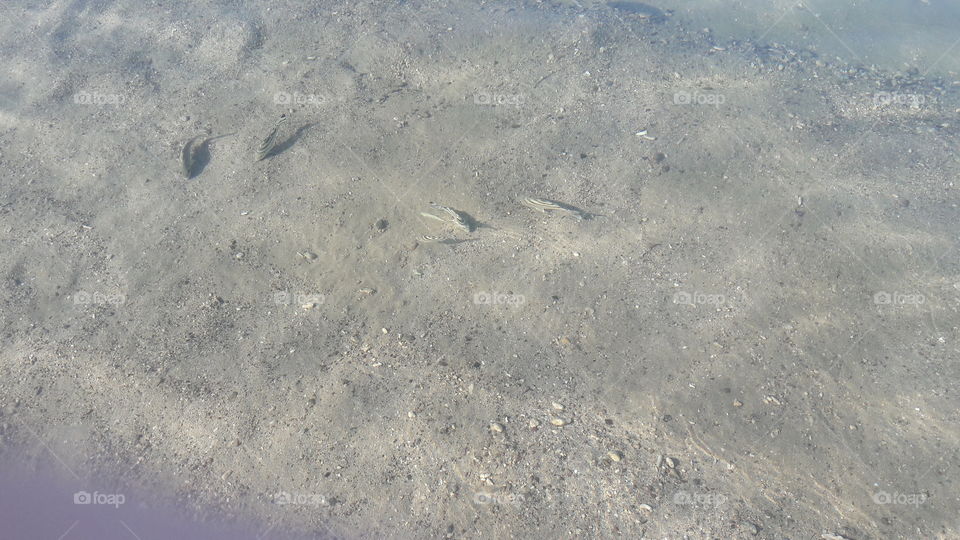 fish on a shallow beach