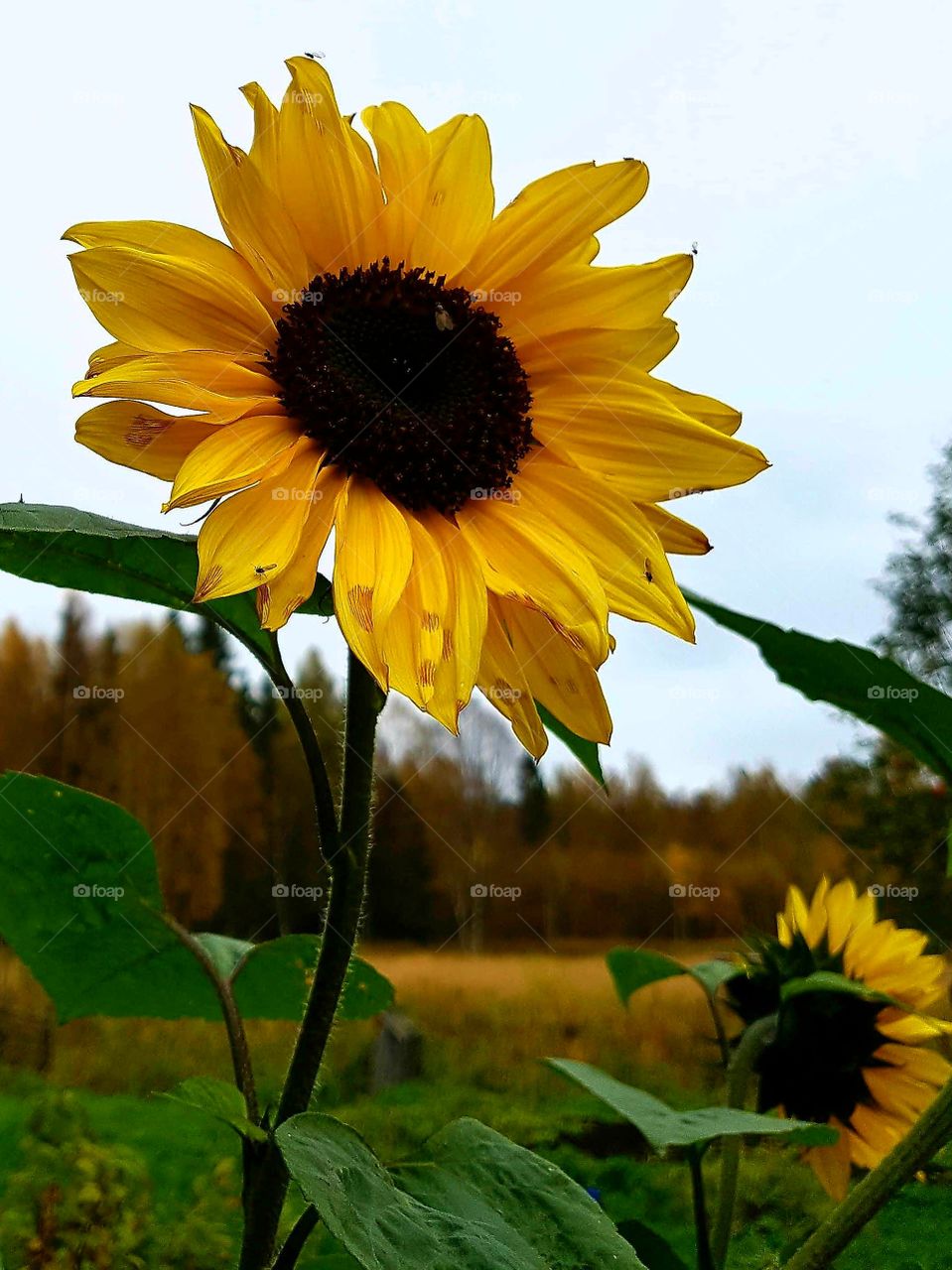 sun flower