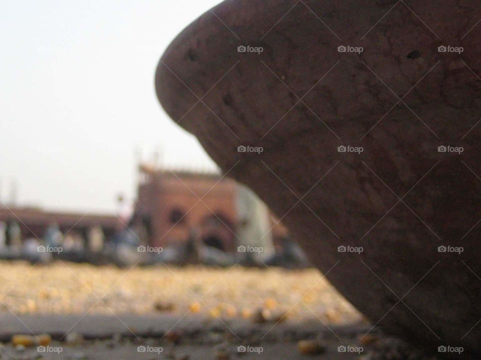 Pigeon water container