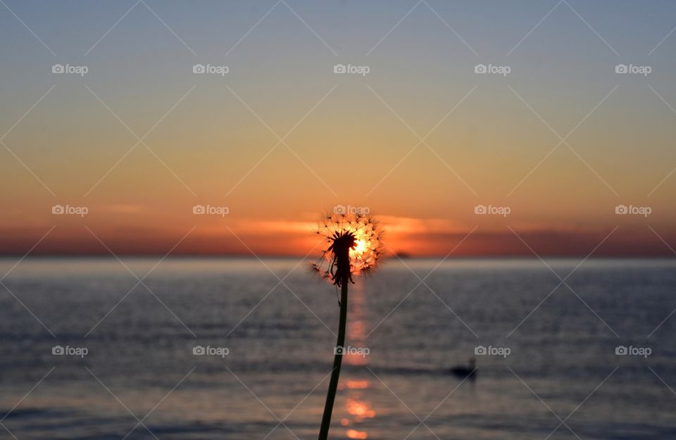 fluffy dandelion on sunrise sea and sky background in gdynia, poland